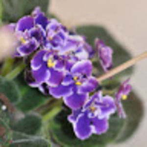 Meet your Posher, Frederique